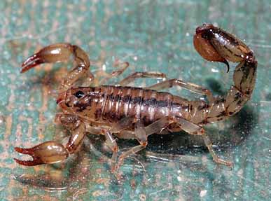 SCORPION